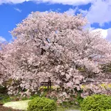 狩宿の下馬桜
