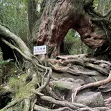 くぐり杉