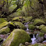 苔むす森