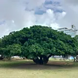 新都心公園