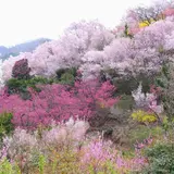 花見山