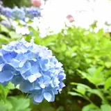 市民の森・フラワーパーク 野外ステージ