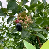 【きのえね農園 ブルーベリー農園】 飯沼本家