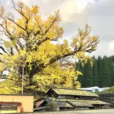 下城の大イチョウ