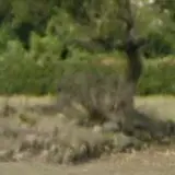 新田義貞公首塚