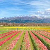 あさひ舟川「春の四重奏」
