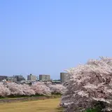 瀬戸川沿い