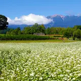 開田高原のそばの花
