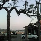 東海道 小野村 肩かえの松