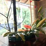 発酵カフェ小春日和