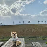 メルヘンの丘
