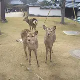 奈良公園