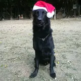 シオン警察犬訓練所