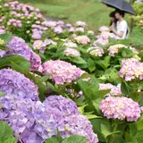 かざはやの里
