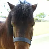 野間馬ハイランドまきば館