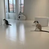 保護猫喫茶 necoma