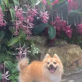 よへなあじさい園