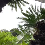 常神の蘇鉄（そてつ）