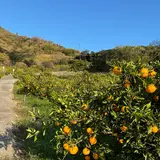 レモン谷