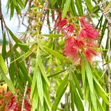 首里崎山町サガリバナ並木