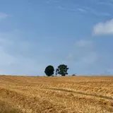 親子の木