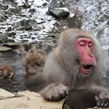 地獄谷温泉
