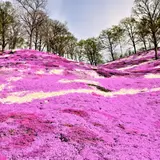 芝桜公園