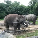 群馬サファリパーク