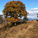 北軽井沢