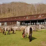 鶴居どさんこ牧場