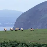 焼尻島