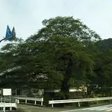矢野の大ムクノキ