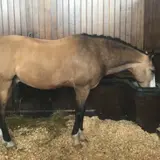 Horse Museum