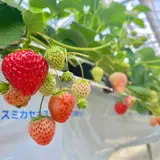 苺の里 西戸店（本店）