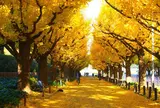 12月　明治神宮外苑