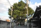 谷中ヒマラヤ杉