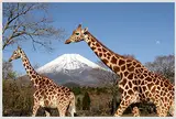 富士サファリパーク