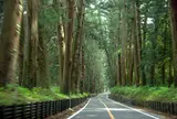 日光杉並木 例幣使街道