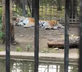 帯広動物園の写真_437232