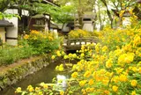 松尾大社　京都
