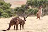 フリンダーズ・チェイス国立公園