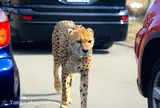 富士サファリパーク