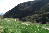 立川水仙郷