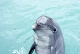かつもとイルカパーク