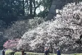 2月　皇居東御苑　梅