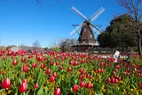 1月　船橋アンデルセン公園　アイスチューリップ