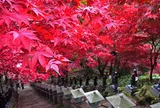 11月 大山阿夫利神社