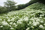 7月　東京サマーランド　アナベル