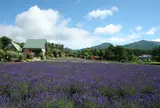 7月　夢ハーベスト農場　ラベンダー