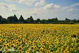 7月　座間ひまわり畑